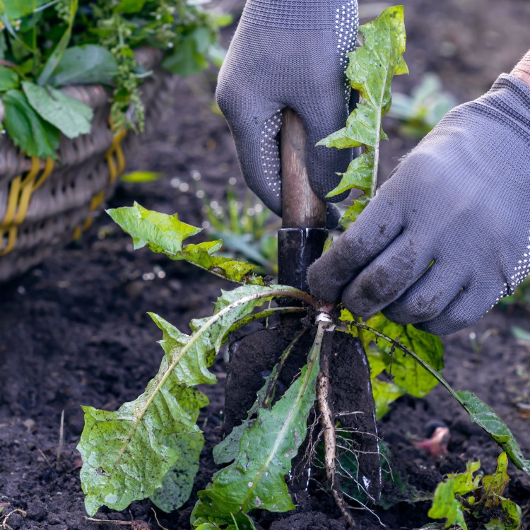 Landscaping and lighting services in Round Rock, TX